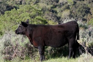 20110327_0029_1 Yearling heifer at Missing Jack Ranch from Fair Oaks Ranch program