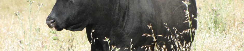 This bull is for sale!