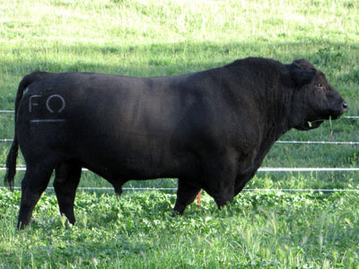 Angus bull Zeus