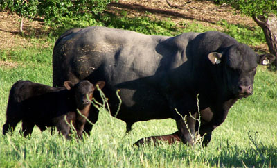 Angus bull sire with his bull calf