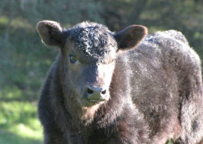 Bull Calf new 2010